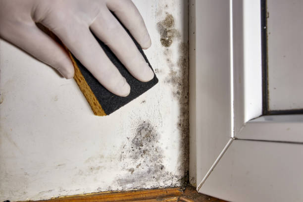 Best Real Estate Mold Inspection  in Hortonville, WI